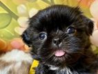 Shih Tzu Puppies