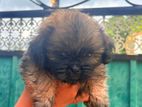 Shih Tzu Puppies
