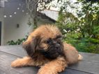 Shitzu puppies