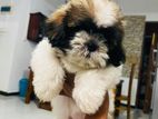 Shitzu puppies