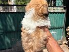 Shitzu puppies