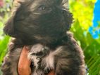 Shih Tzu Puppies