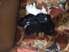 Shih Tzu Puppies