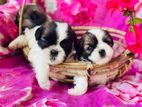 Shitzu puppies