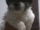 Shih Tzu Puppies