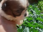 Shih Tzu Puppies