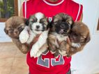Shih Tzu Puppies