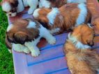 Shih Tzu Puppies