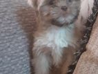 Shih Tzu Puppies