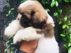 Shitzu Puppies