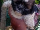 Shitzu Puppies
