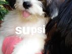 Shihtzu Puppies