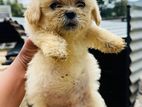 Shih Tzu Puppies