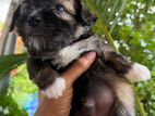 Shitzu Puppies