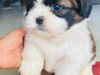 Shitzu Puppies