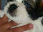 Shitzu Puppy
