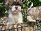Shih Tzu Puppies