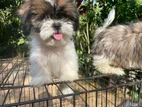 Shih Tzu Puppies