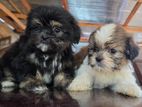 Shih Tzu Puppies