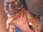 Shih Tzu Puppy