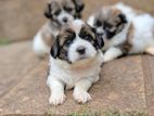 Shih Tzu Puppies