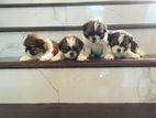 Shih Tzu Puppies