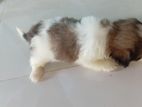 Shitzu Puppies
