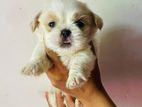 shitzu puppies