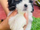 Shitzu Puppies