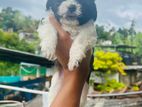 Shitzu Puppies