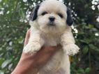 Shitzu Puppies