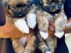 Shih Tzu Puppies