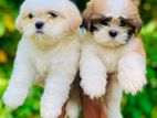 Shihtzu Puppies