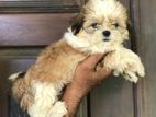 Shitzu Puppies