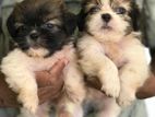 Shitzu Puppies
