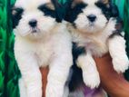 Shih Tzu Puppies