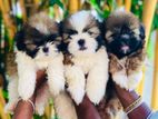 Shitzu Puppies