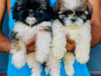 Shi Tzu Puppies