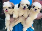 Shitzu Puppies
