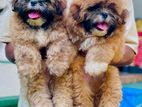 Shitzu Puppies