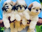Shitzu Puppies
