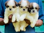 Shitzu Puppies