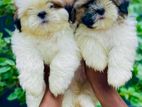Shitzu Puppies