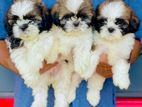 Shitzu Puppies