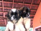 Shih Tzu Puppies