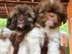 Shitzu Puppies