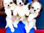Shitzu Puppies