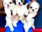Shitzu Puppies
