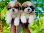 Shitzu Puppies