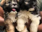 Shitzu Puppies